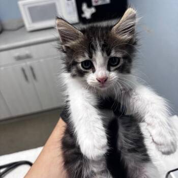 Big Mac -  Domestic Long Hair Cat for Adoption in Riverside, California - Big Mac | PetCurious
