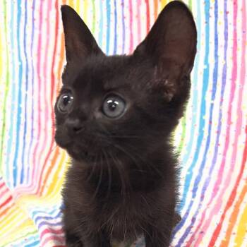 Domestic Short Hair Cats Available for Adoption in Folsom, Louisiana - Irma | PetCurious
