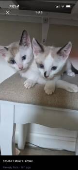 Woody -  Siamese Cat for Adoption in Rio Linda, California - Woody | PetCurious