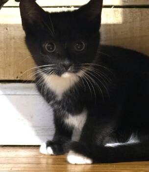 Bean - 3 Months ( Avail 7/15) -  Domestic Short Hair Cat for Adoption in Sterling, Massachusetts - Bean - 3 Months ( Avail 7/15) | PetCurious