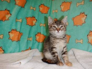 IRIS -  Domestic Short Hair Cat for Adoption in San Jose, California - IRIS | PetCurious