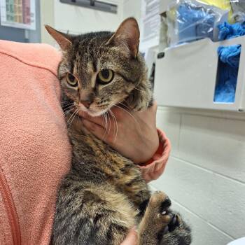 Domestic Short Hair Cats Available for Adoption - Melina | PetCurious