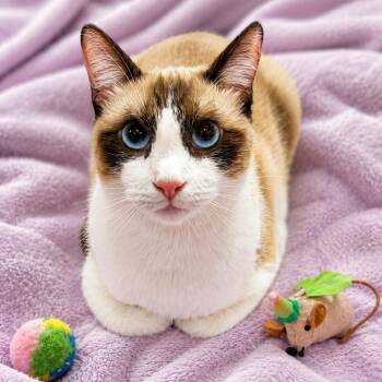 Fancy -  Snowshoe Cat for Adoption in Tustin, California - Fancy | PetCurious