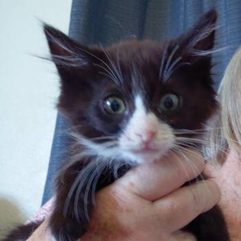 TUMBLEWEED -  Domestic Long Hair Cat for Adoption in Willows, California - TUMBLEWEED | PetCurious
