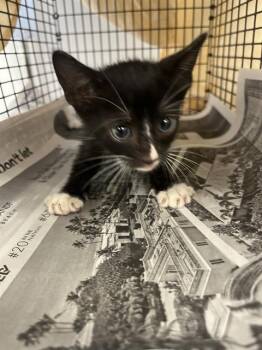 Rescue Domestic Short Hair Cats for Adoption in Fort Lauderdale, Florida - SCRAT | PetCurious