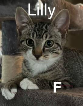 Lilly (Boots) -  Domestic Short Hair Cat for Adoption in Darien, Georgia - Lilly (Boots) | PetCurious