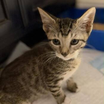 Jermaine -  Domestic Short Hair Cat for Adoption in Leander, Texas - Jermaine | PetCurious