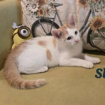 Slate -  Domestic Short Hair Cat for Adoption in Bentonville, Arkansas - Slate | PetCurious