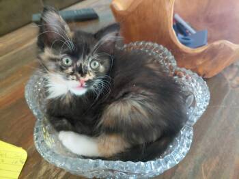 Flora -  Calico and Domestic Long Hair Cat for Adoption in Vacaville, California - Flora | PetCurious