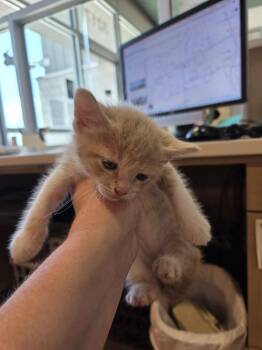 Ivy -  Domestic Short Hair Cat for Adoption in Bossier City, Louisiana - Ivy | PetCurious