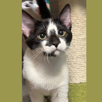 Rescue Domestic Short Hair Cats for Adoption in Hemet, California - Picasso | PetCurious