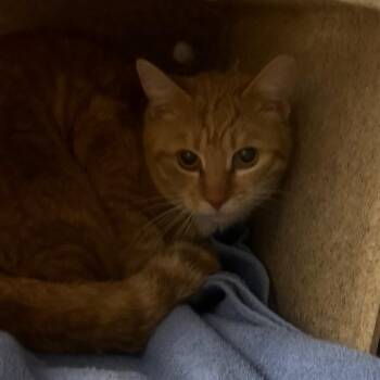 Domestic Short Hair Cats Available for Adoption - Scott | PetCurious