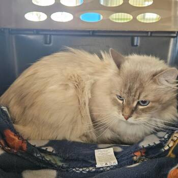 Domestic Long Hair Cats Available for Adoption - Vester | PetCurious