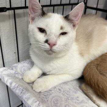 Cronus -  Siamese and Domestic Short Hair Cat for Adoption in Columbia, South Carolina - Cronus | PetCurious