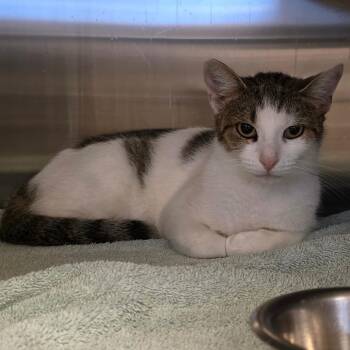 Petal -  Domestic Short Hair Cat for Adoption in Bristol, Indiana - Petal | PetCurious