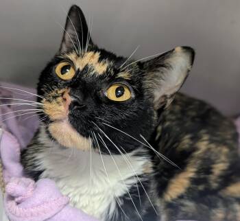 Erica -  Domestic Short Hair Cat for Adoption in Springfield, Illinois - Erica | PetCurious