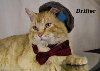 Rescue Tabby Cats for Adoption in York, Nebraska - Drifter | PetCurious