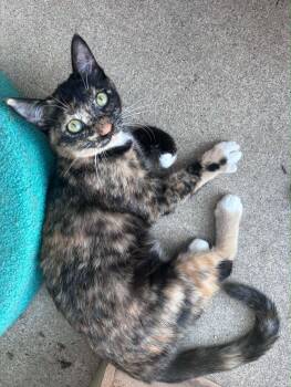 Sasha -  Calico and Tortoiseshell Cat for Adoption in Norco, California - Sasha | PetCurious