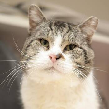 Domestic Short Hair Cats Available for Adoption in Philadelphia, Pennsylvania - Bullseye | PetCurious