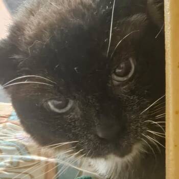 Pudding -  Domestic Short Hair Cat for Adoption in Grantsville, Utah - Pudding | PetCurious