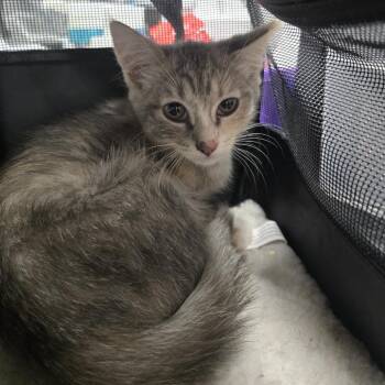 Domestic Medium Hair Cats Available for Adoption in Morganton, North Carolina - Cherry Coke | PetCurious