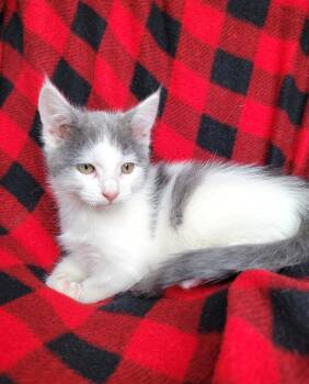 Rescue Domestic Short Hair Cats for Adoption in New Washoe City, Nevada - Elsie | PetCurious