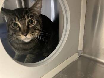 CRANBERRY -  Domestic Short Hair Cat for Adoption in Tustin, California - CRANBERRY | PetCurious