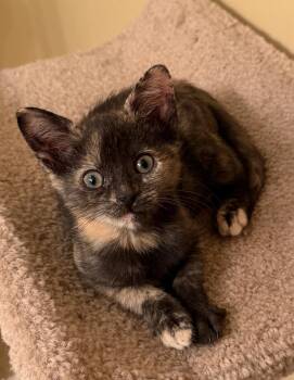 Autumn -  Domestic Short Hair Cat for Adoption in East Hanover, New Jersey - Autumn | PetCurious