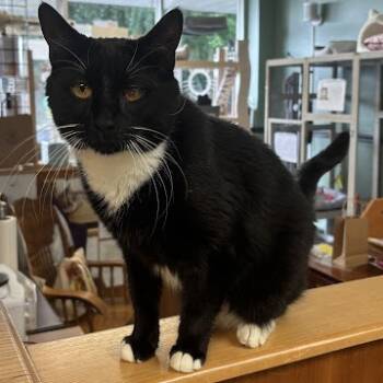 Rescue Domestic Short Hair Cats for Adoption in Kennett Square, Pennsylvania - Bowie | PetCurious