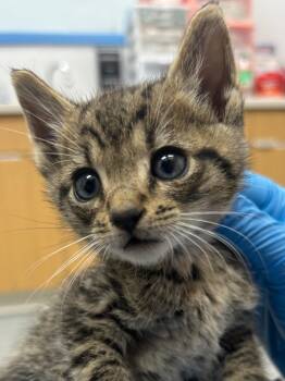 Rescue Domestic Short Hair Cats for Adoption in Hartsville, South Carolina - Zion | PetCurious