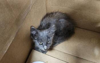 A137843 -  Domestic Medium Hair Cat for Adoption in Palmetto, Florida - A137843 | PetCurious
