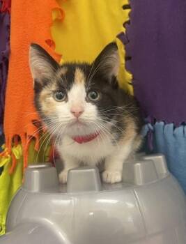 Michaelangela -  Domestic Short Hair Cat for Adoption in Westland, Michigan - Michaelangela | PetCurious