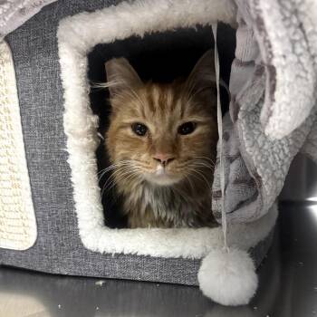 Thatcher -  Domestic Long Hair Cat for Adoption in Las Vegas, Nevada - Thatcher | PetCurious