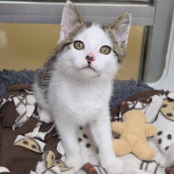 Bacon King -  Domestic Short Hair Cat for Adoption in Marshfield, Wisconsin - Bacon King | PetCurious