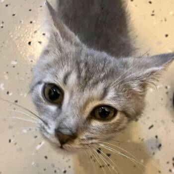 Thor -  Domestic Short Hair and American Curl Cat for Adoption in Detroit, Michigan - Thor | PetCurious
