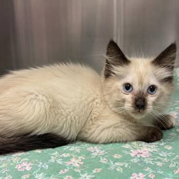 Lobo -  Siamese Cat for Adoption in Tucson, Arizona - Lobo | PetCurious
