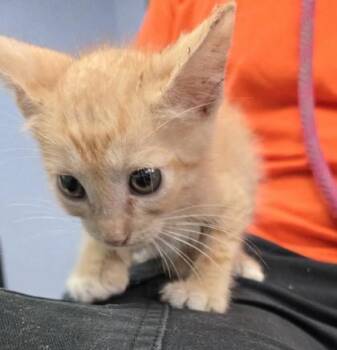 Pimento -  Domestic Short Hair Cat for Adoption in Gainesville, Florida - Pimento | PetCurious