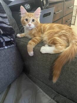 Aaron -  Domestic Long Hair Cat for Adoption in Tulsa, Oklahoma - Aaron | PetCurious