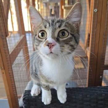 Rescue Domestic Short Hair Cats for Adoption in Fort Worth, Texas - Crash | PetCurious
