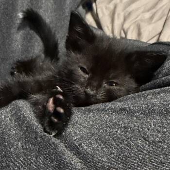 Sapphire -  American Shorthair Cat for Adoption in Oceanside, New York - Sapphire | PetCurious