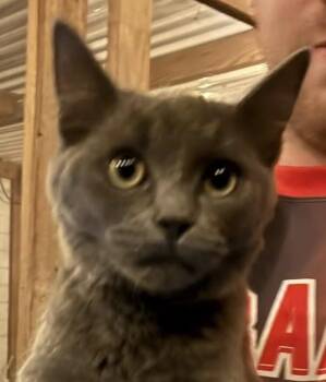 Russian Blue Cats Available for Adoption in Anthem, Arizona - Sharkey | PetCurious