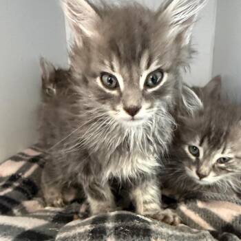 Domestic Short Hair Cats Available for Adoption in Kanab, Utah - Orbit | PetCurious