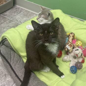 Clover -  Domestic Short Hair Cat for Adoption in Greenbelt, Maryland - Clover | PetCurious