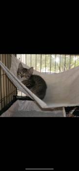 Rescue Domestic Short Hair Cats for Adoption in West Lawn, Pennsylvania - Gumdrop | PetCurious