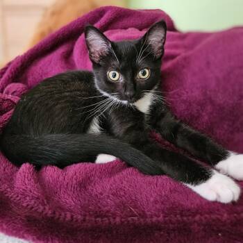 Angela -  Domestic Short Hair Cat for Adoption in Bulverde, Texas - Angela | PetCurious