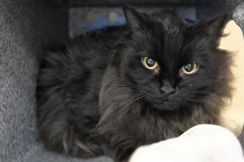 SALEM -  Domestic Long Hair Cat for Adoption in Colorado Springs, Colorado - SALEM | PetCurious