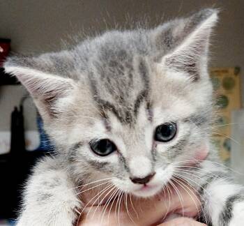 Rescue Domestic Short Hair Cats for Adoption in Bulverde, Texas - Haven | PetCurious