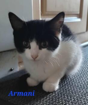 Rescue Domestic Short Hair Cats for Adoption in Kitchener, Ontario - Armani | PetCurious