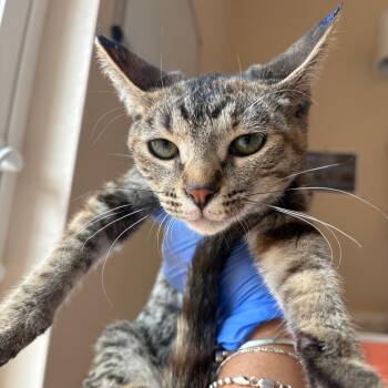 Cue -  Domestic Short Hair Cat for Adoption in Kanab, Utah - Cue | PetCurious