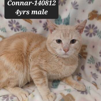 Domestic Short Hair Cats Available for Adoption in New Tazewell, Tennessee - Connar | PetCurious